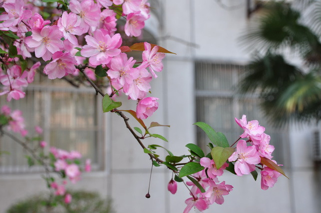 海棠花開